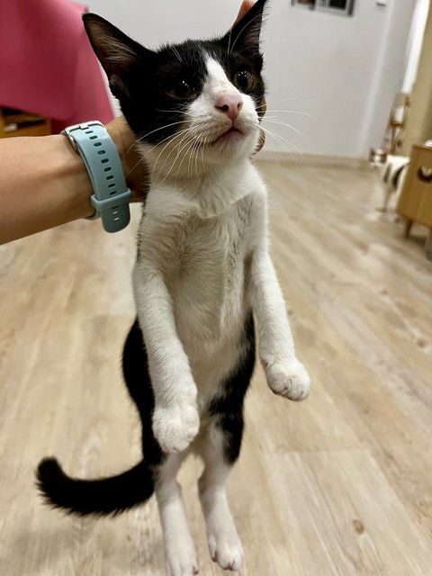 Socks &amp; Willy - Domestic Short Hair Cat