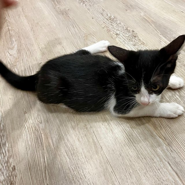 Socks &amp; Willy - Domestic Short Hair Cat
