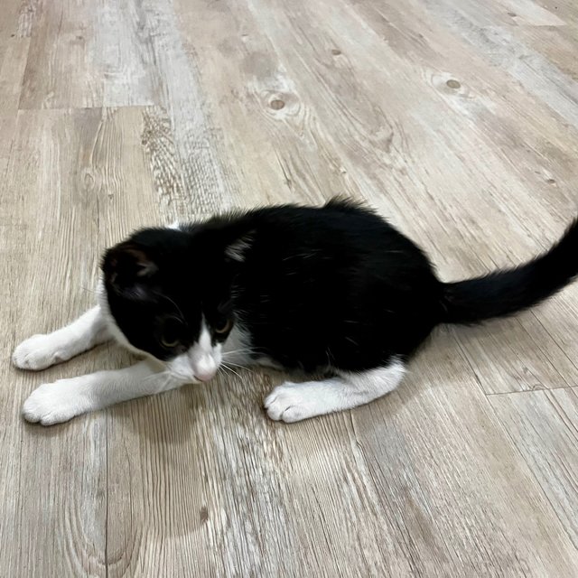 Socks &amp; Willy - Domestic Short Hair Cat