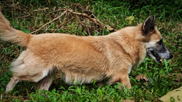 short legs and beautiful fur