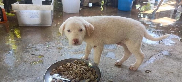 Snowy - Mixed Breed Dog