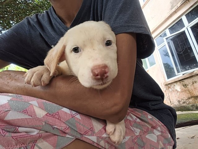 Snowy - Mixed Breed Dog
