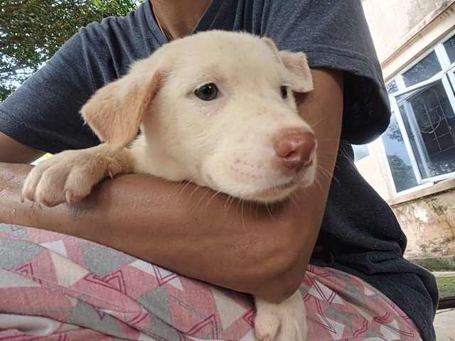 Snowy - Mixed Breed Dog