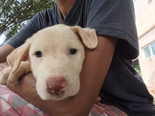 Snowy - Mixed Breed Dog