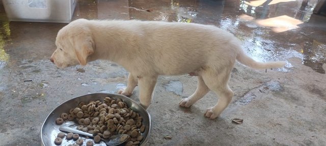 Snowy - Mixed Breed Dog