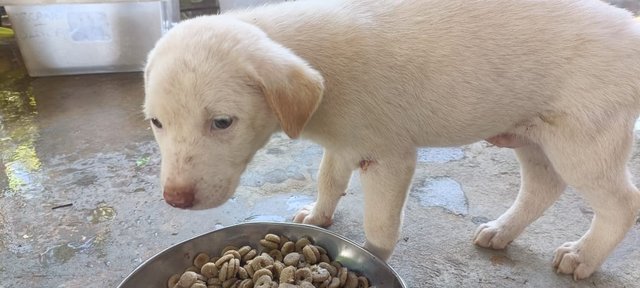 Snowy - Mixed Breed Dog