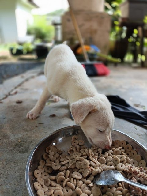 Snowy - Mixed Breed Dog