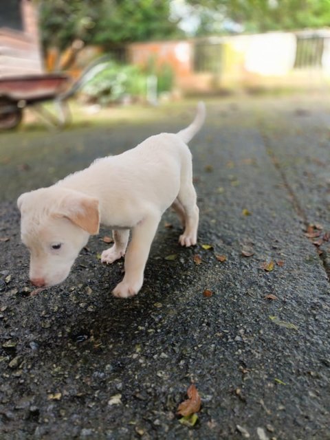 Snowy - Mixed Breed Dog