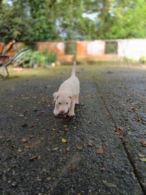 Snowy - Mixed Breed Dog