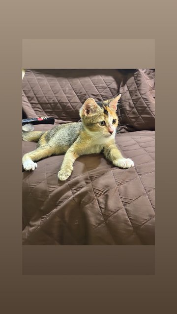 Penny - Calico Cat