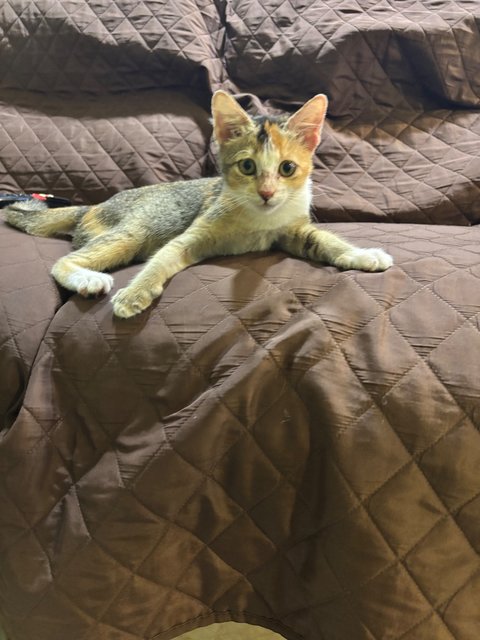 Penny - Calico Cat