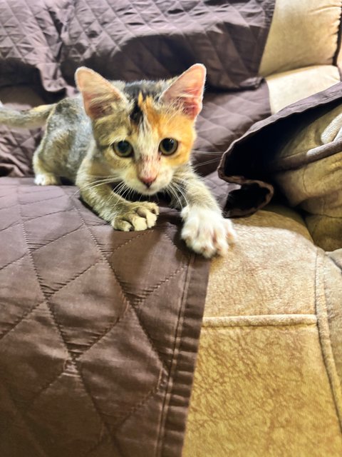 Penny - Calico Cat