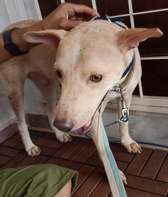 Shane - Great With Kids - Mixed Breed Dog