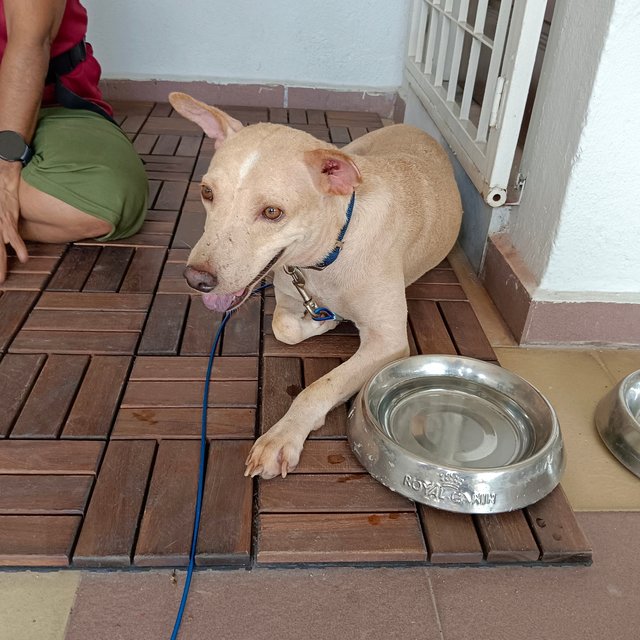 Shane - Great With Kids - Mixed Breed Dog