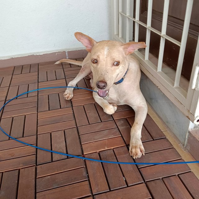 Shane - Great With Kids - Mixed Breed Dog