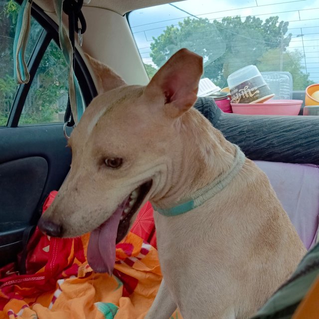 Shane - Great With Kids - Mixed Breed Dog