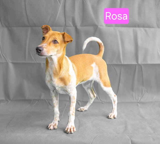 Snow &amp; Rosa - Mixed Breed Dog