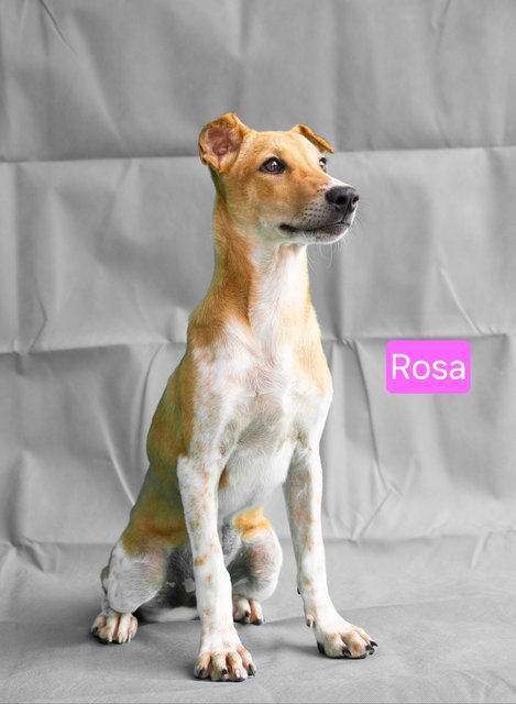 Snow &amp; Rosa - Mixed Breed Dog