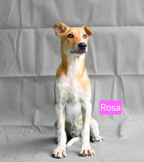 Snow &amp; Rosa - Mixed Breed Dog
