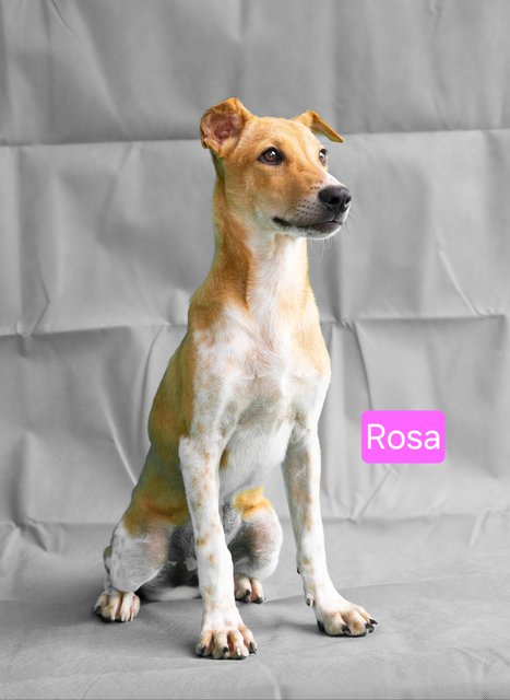 Snow &amp; Rosa - Mixed Breed Dog
