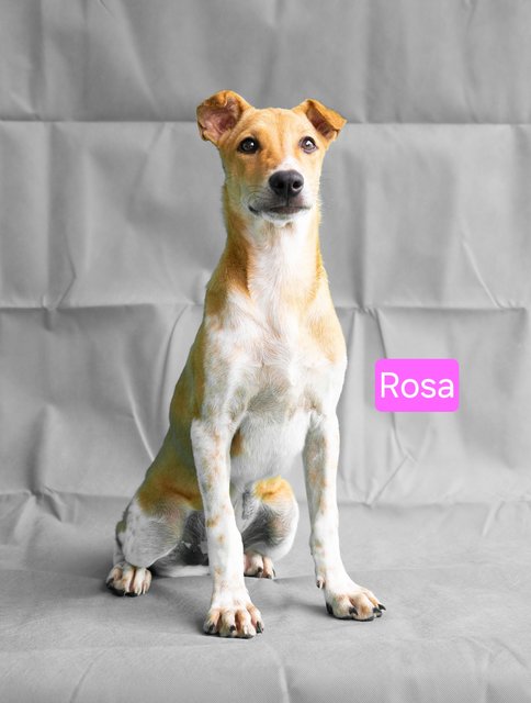 Snow &amp; Rosa - Mixed Breed Dog
