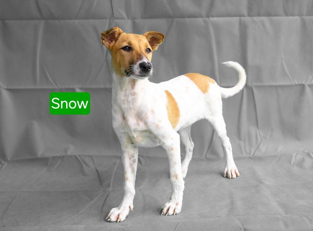 Snow &amp; Rosa - Mixed Breed Dog