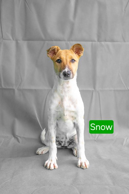 Snow &amp; Rosa - Mixed Breed Dog