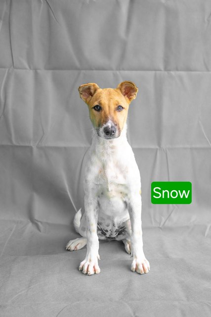 Snow &amp; Rosa - Mixed Breed Dog