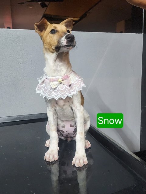 Snow &amp; Rosa - Mixed Breed Dog