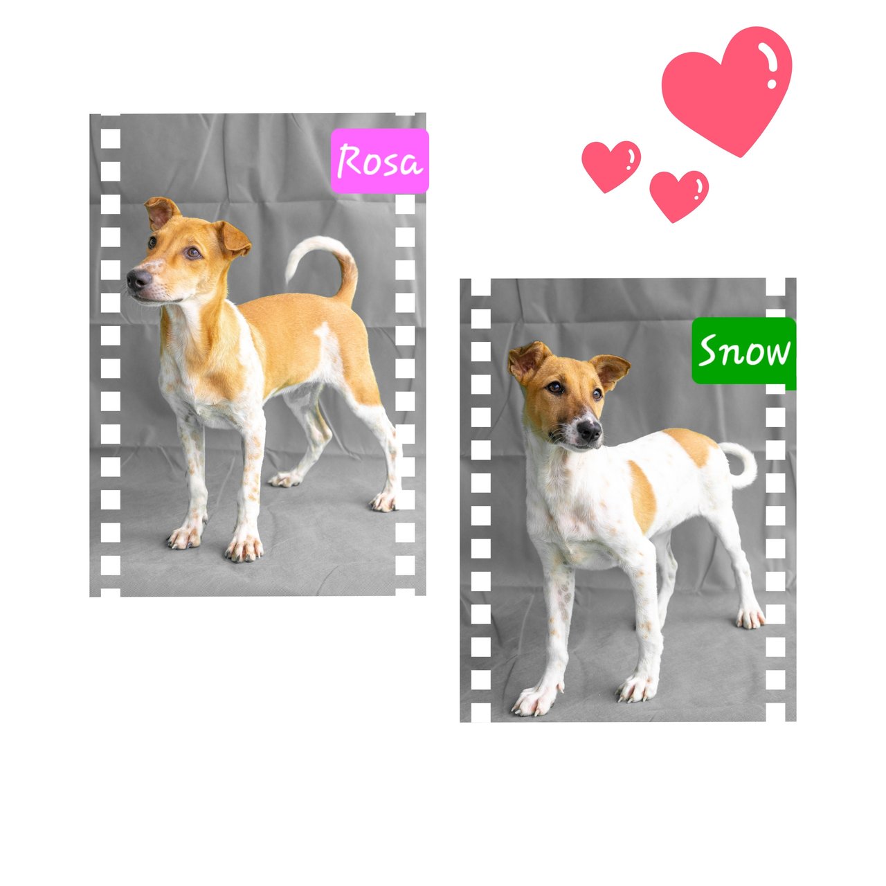 Snow &amp; Rosa - Mixed Breed Dog