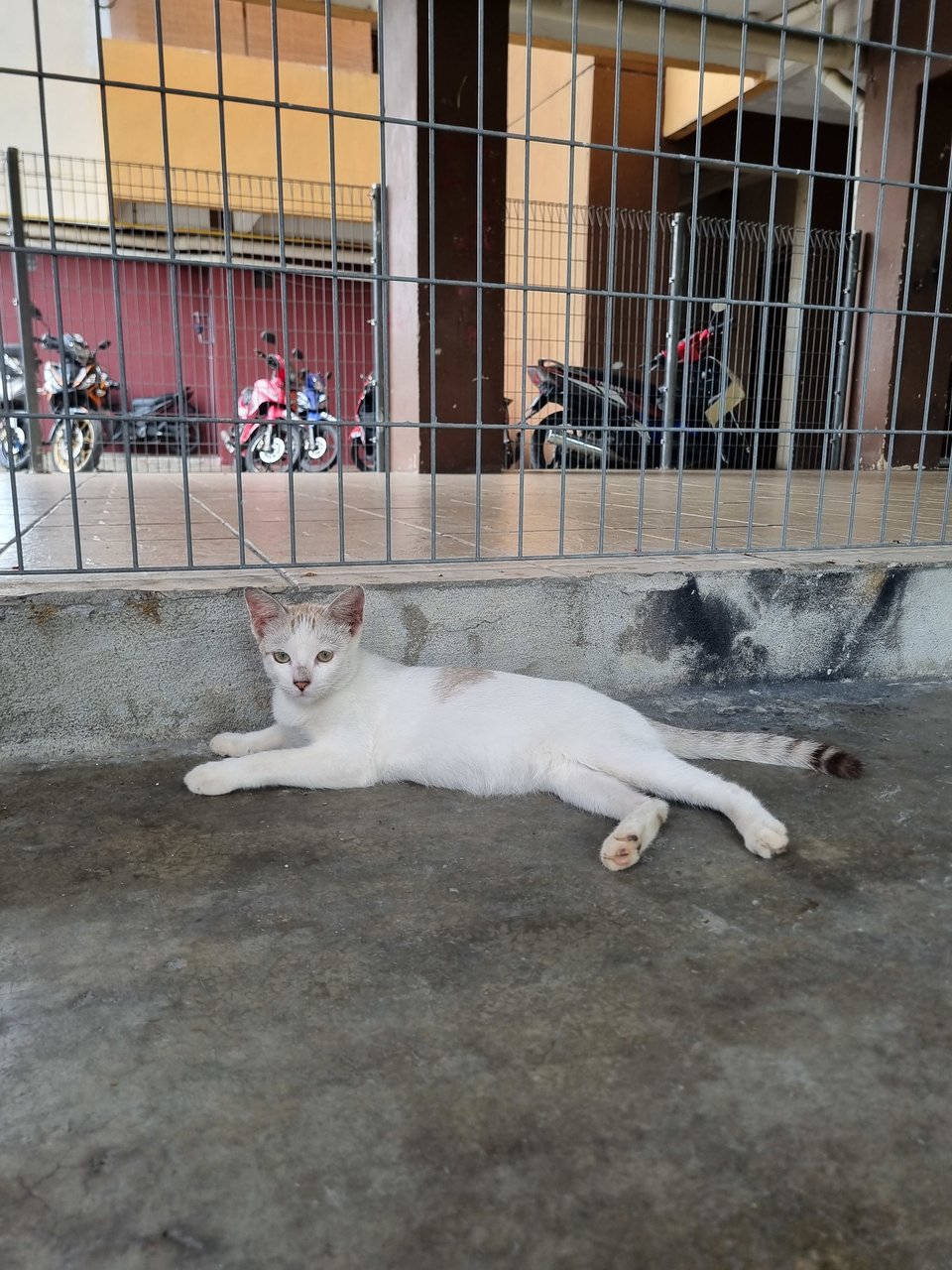 Andrew  - Domestic Short Hair Cat