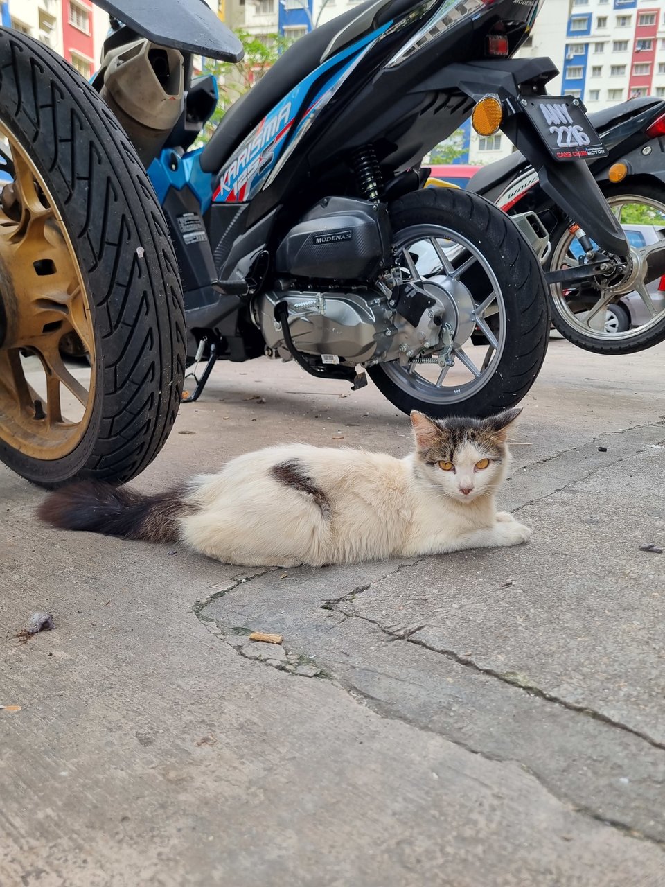 Audrey  - Domestic Long Hair Cat