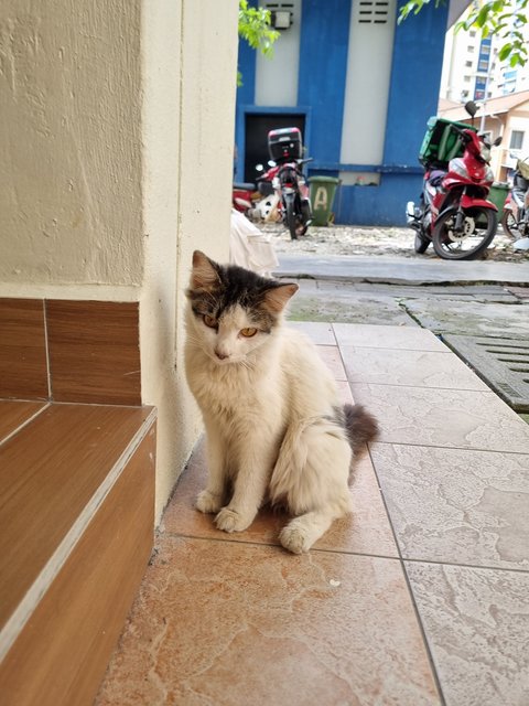 Audrey  - Domestic Long Hair Cat