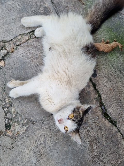 Audrey  - Domestic Long Hair Cat