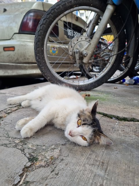Audrey  - Domestic Long Hair Cat