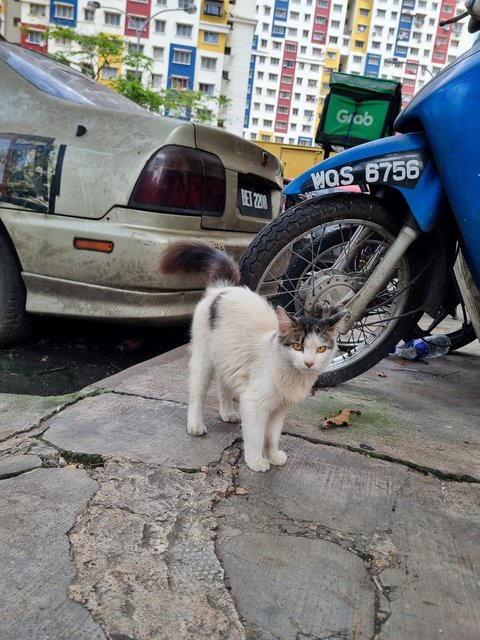 Audrey  - Domestic Long Hair Cat