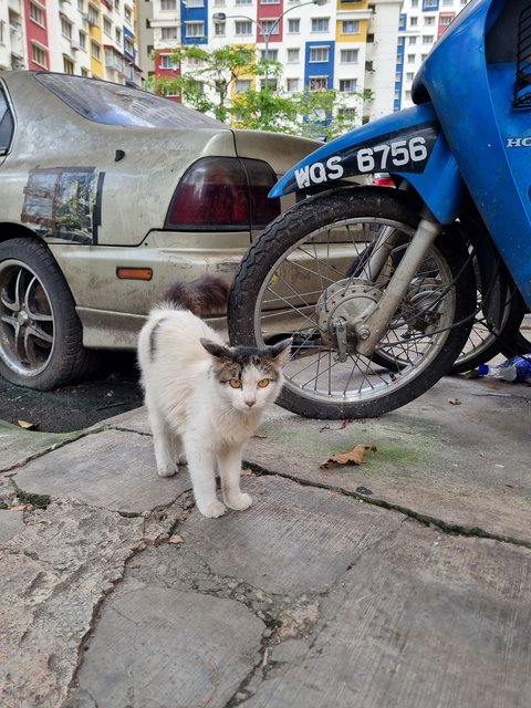 Audrey  - Domestic Long Hair Cat