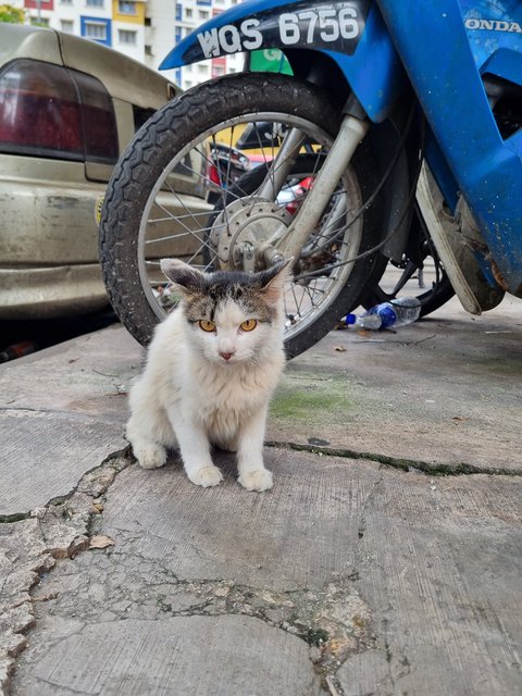 Audrey  - Domestic Long Hair Cat