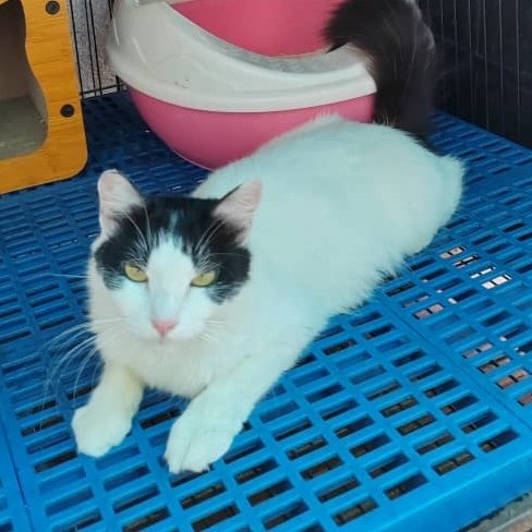 Sandra  - Maine Coon Cat