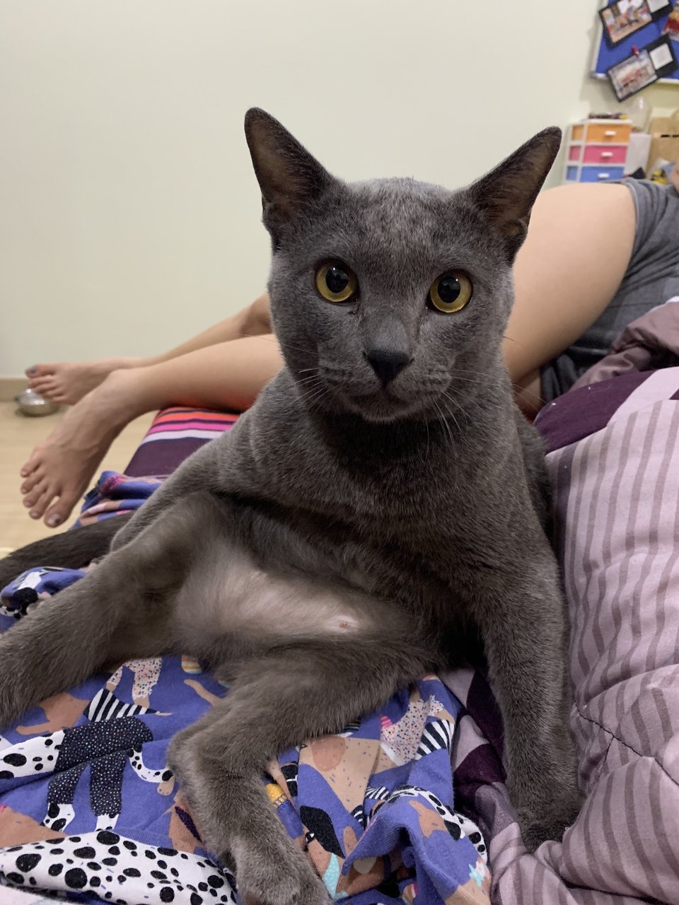 Destiny - British Shorthair Cat