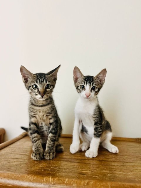 Firestorm &amp; Derecho  - Domestic Short Hair Cat