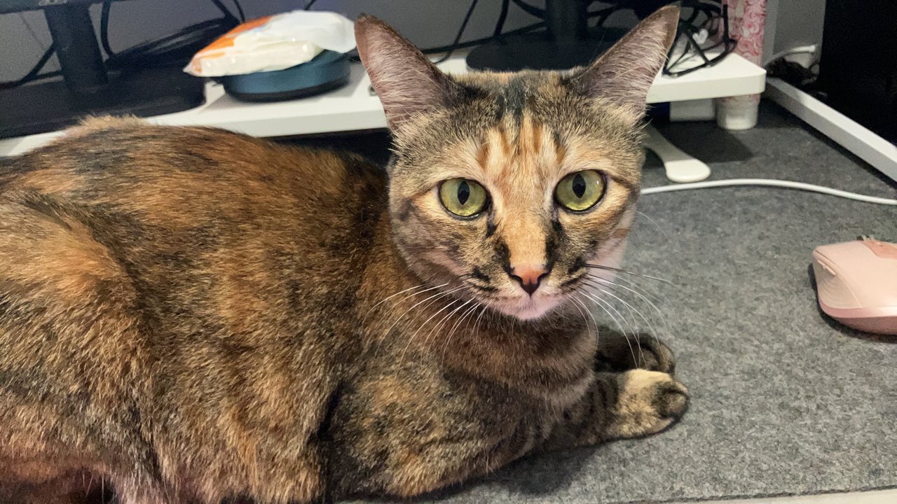 Kinako - Domestic Short Hair Cat