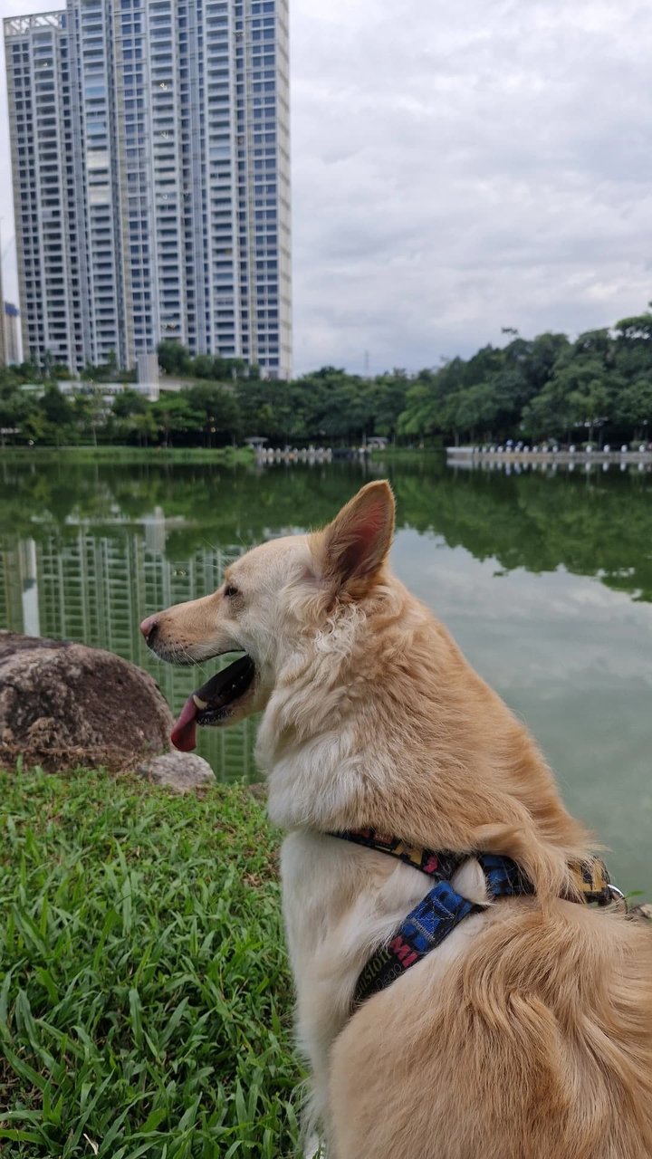 Belf - Golden Retriever + Husky Dog