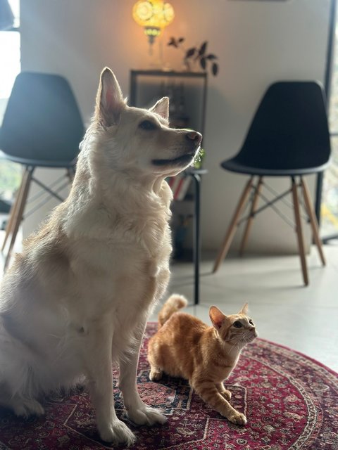 Belf - Golden Retriever + Husky Dog