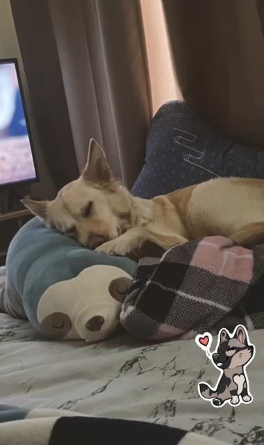 Belf - Golden Retriever + Husky Dog