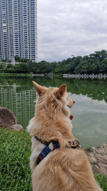 Belf - Golden Retriever + Husky Dog