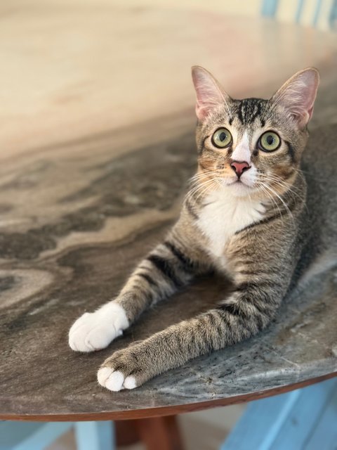 Brisket  - Domestic Short Hair Cat