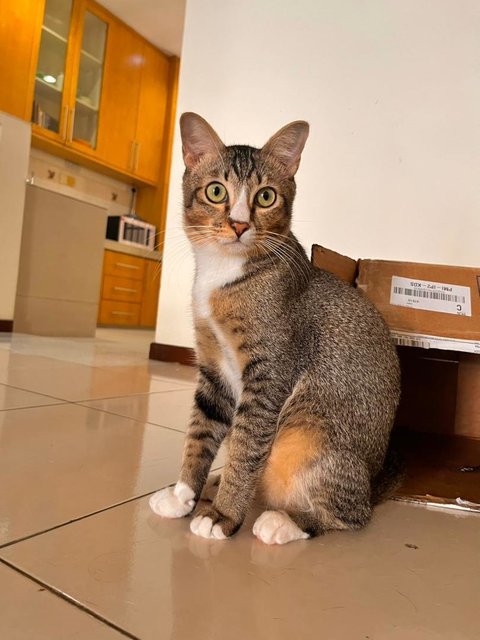 Brisket  - Domestic Short Hair Cat