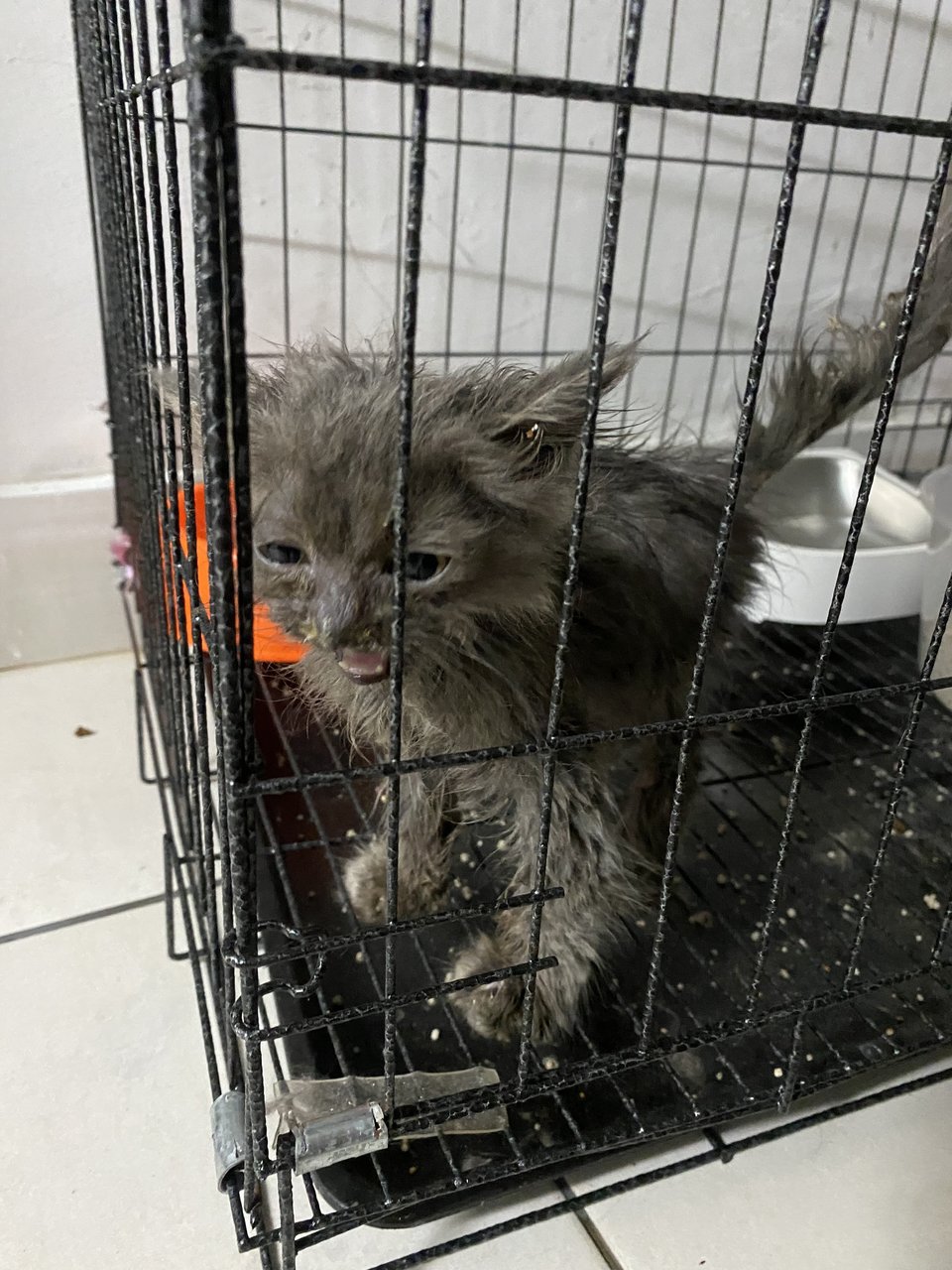 No Name  - British Shorthair Cat