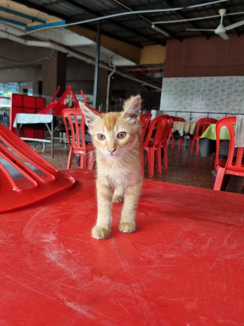 Algus  - Domestic Long Hair Cat
